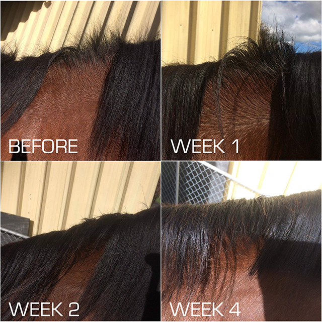 HSE HG Serum – Rapid Hair Repair