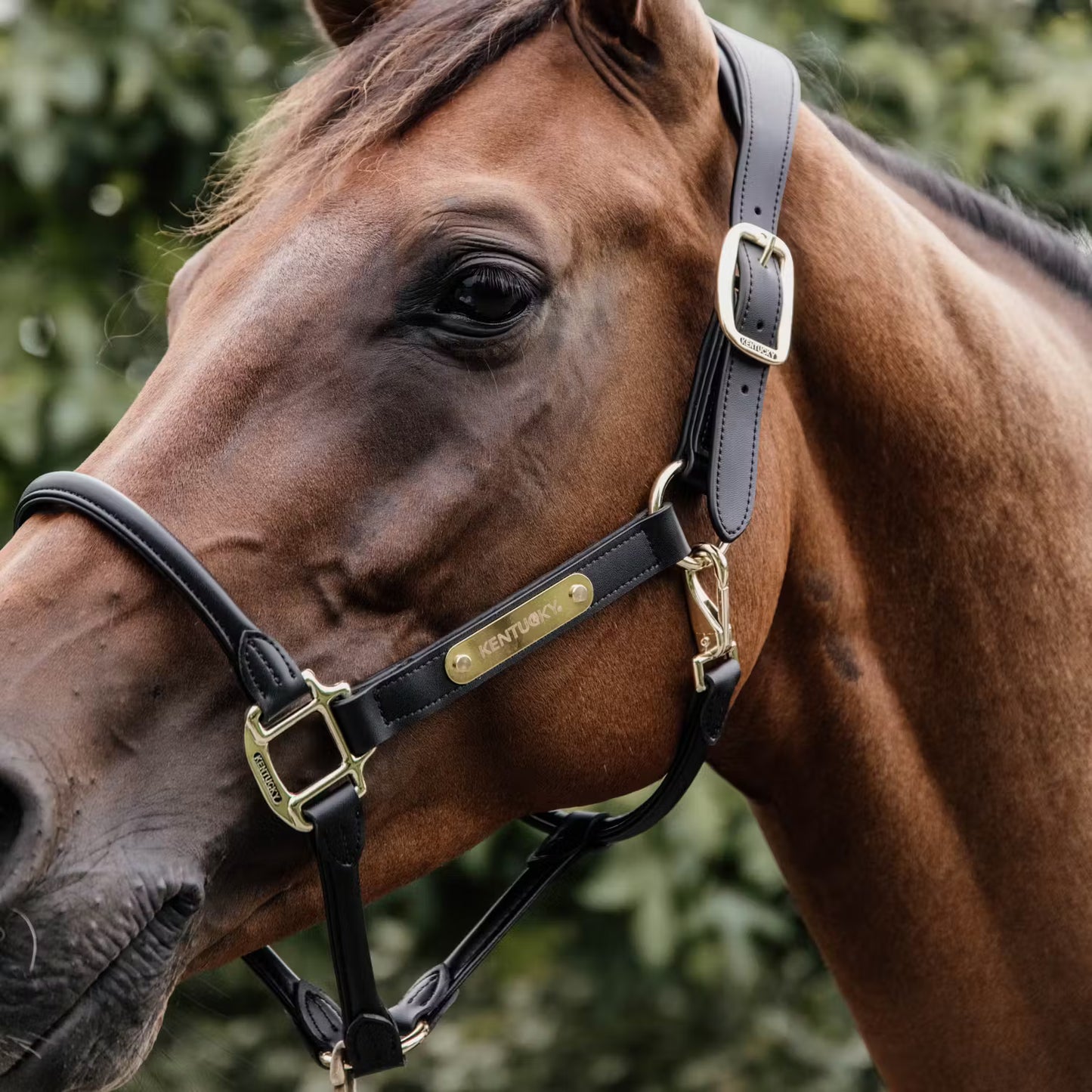 Kentucky Horsewear Anatomic Leather Halter