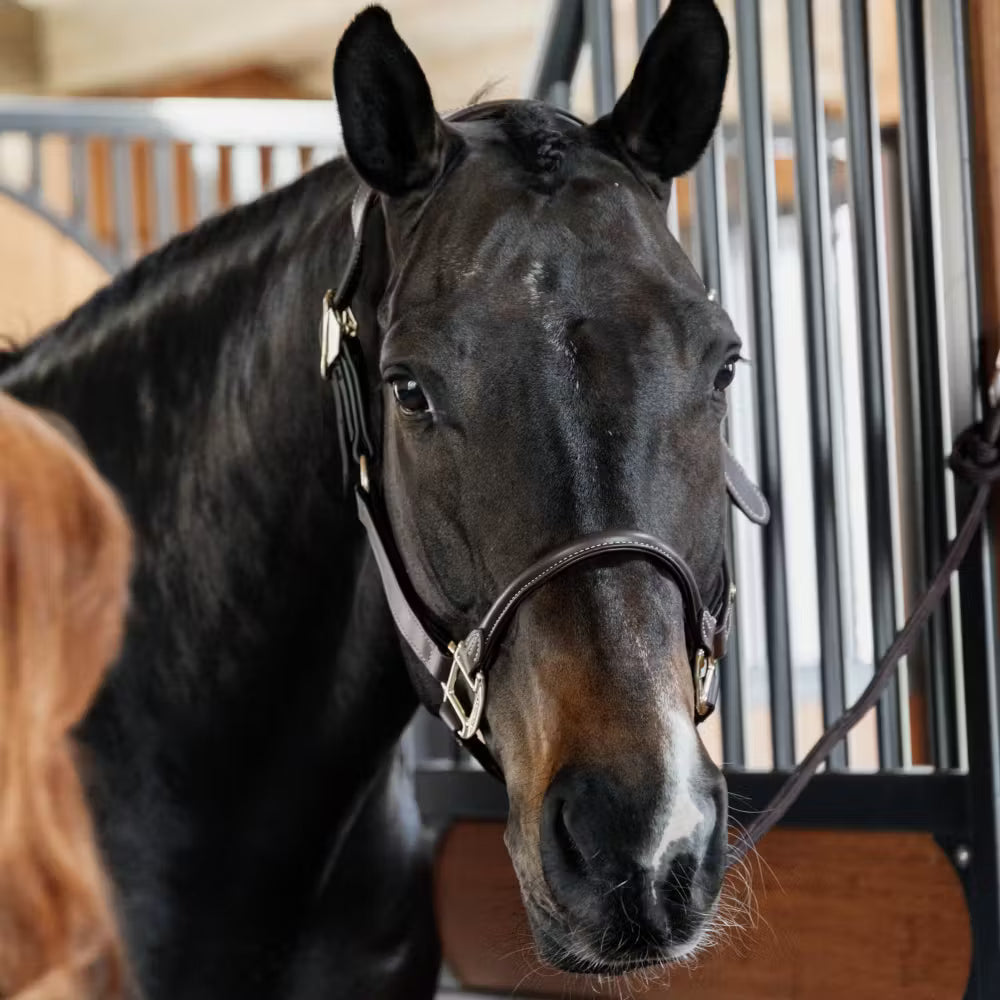 Kentucky Horsewear Anatomic Leather Halter