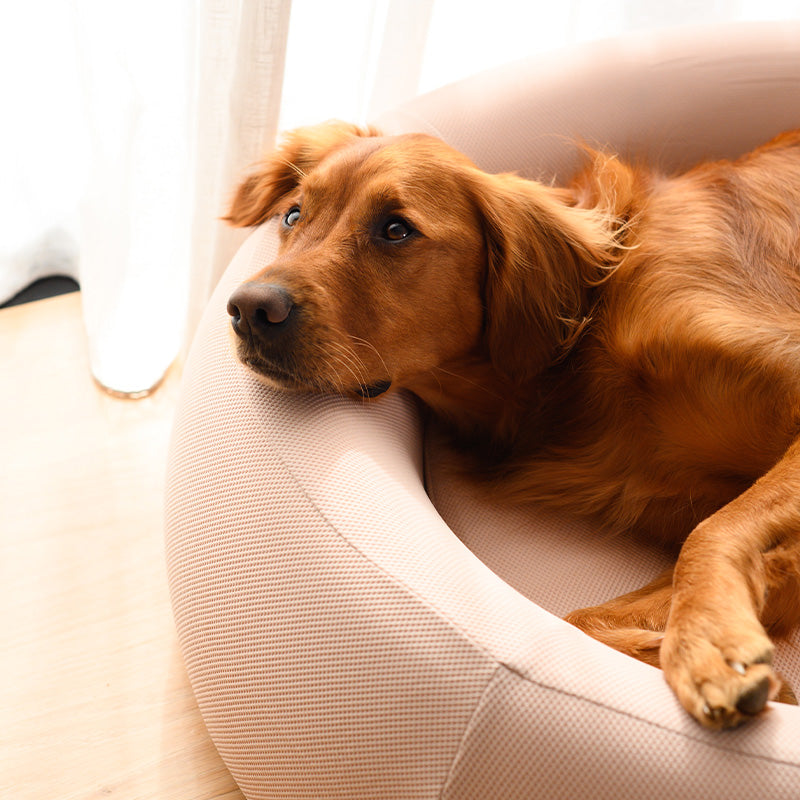Brooklyn® Nest Dog Bed (Orthopaedic Memory Foam)