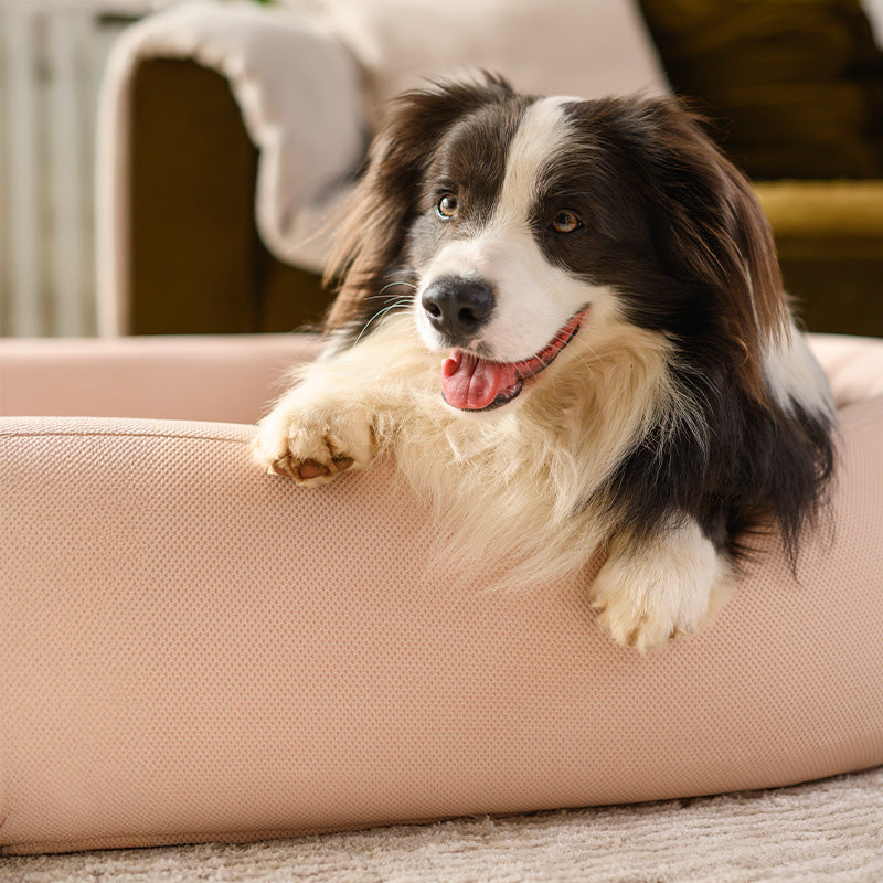 Brooklyn® Nest Dog Bed (Orthopaedic Memory Foam)