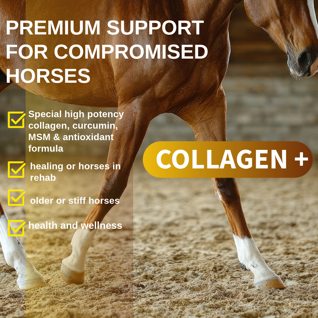 NPC Collagen PLUS | collagen for horses | support for compromised horses