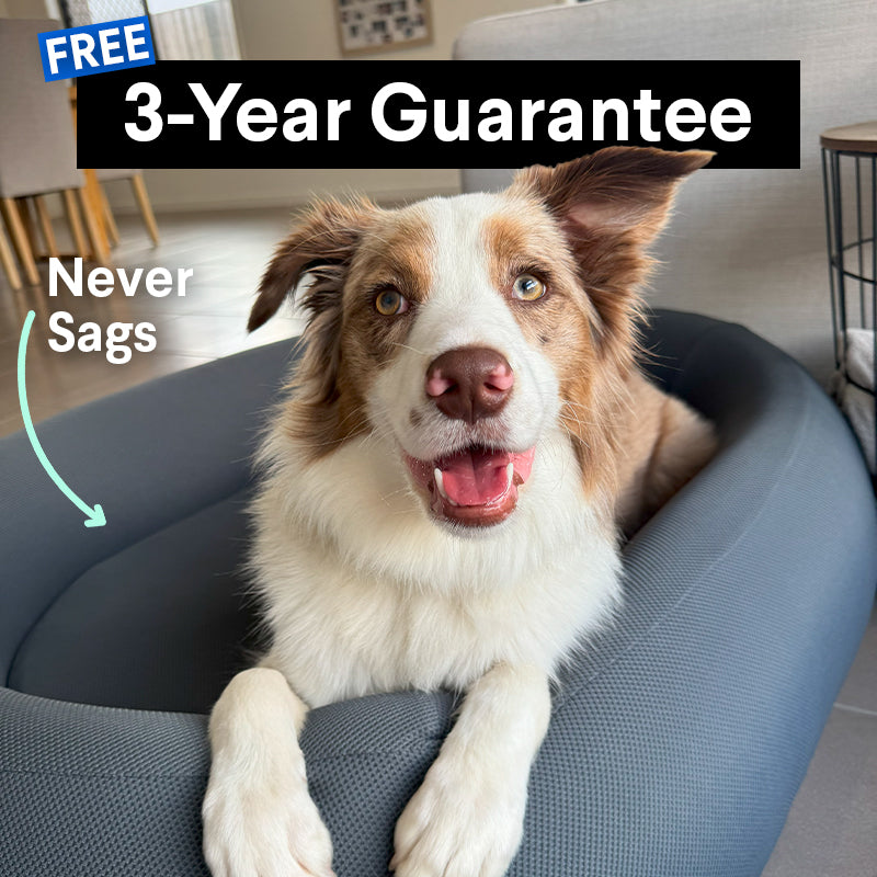 Brooklyn® Nest Dog Bed (Orthopaedic Memory Foam)