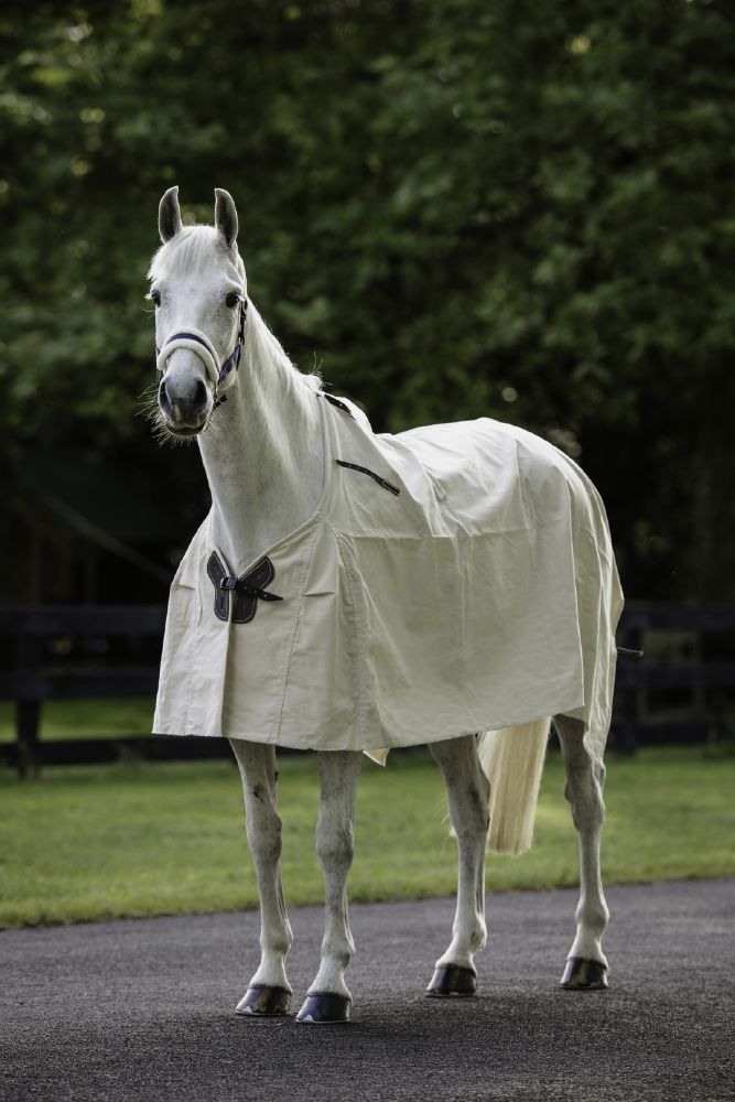 Flair Summer Cotton Rug